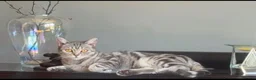 Mixed Breed cats for sale: Silver British short hair  - Advert 2