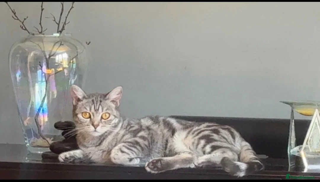 Mixed Breed cats for sale: Silver British short hair  - Advert 2