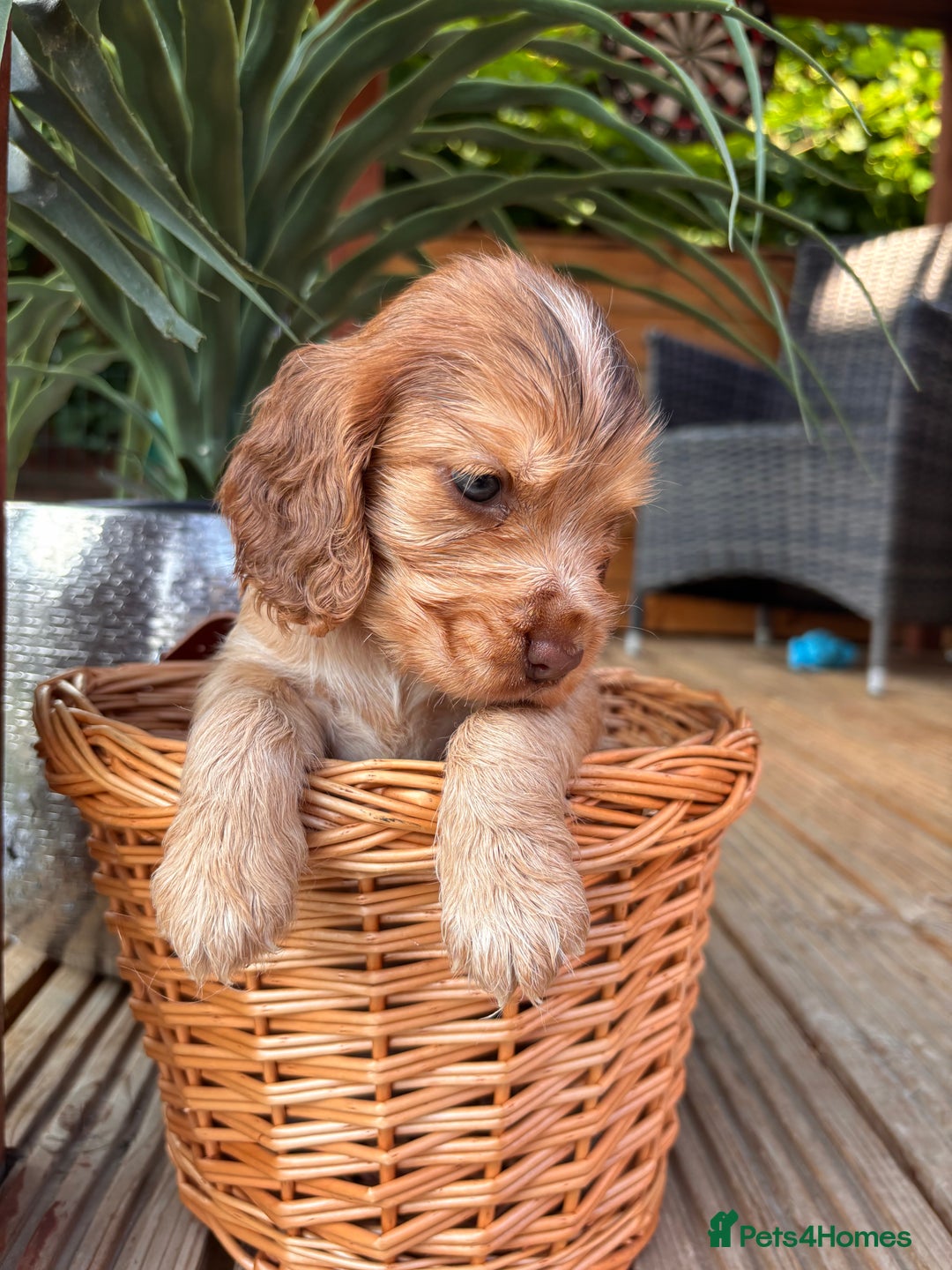 Cocker Spaniel dogs for sale: Beautiful Show Type KC registered Cocker Spaniels  - Image 30