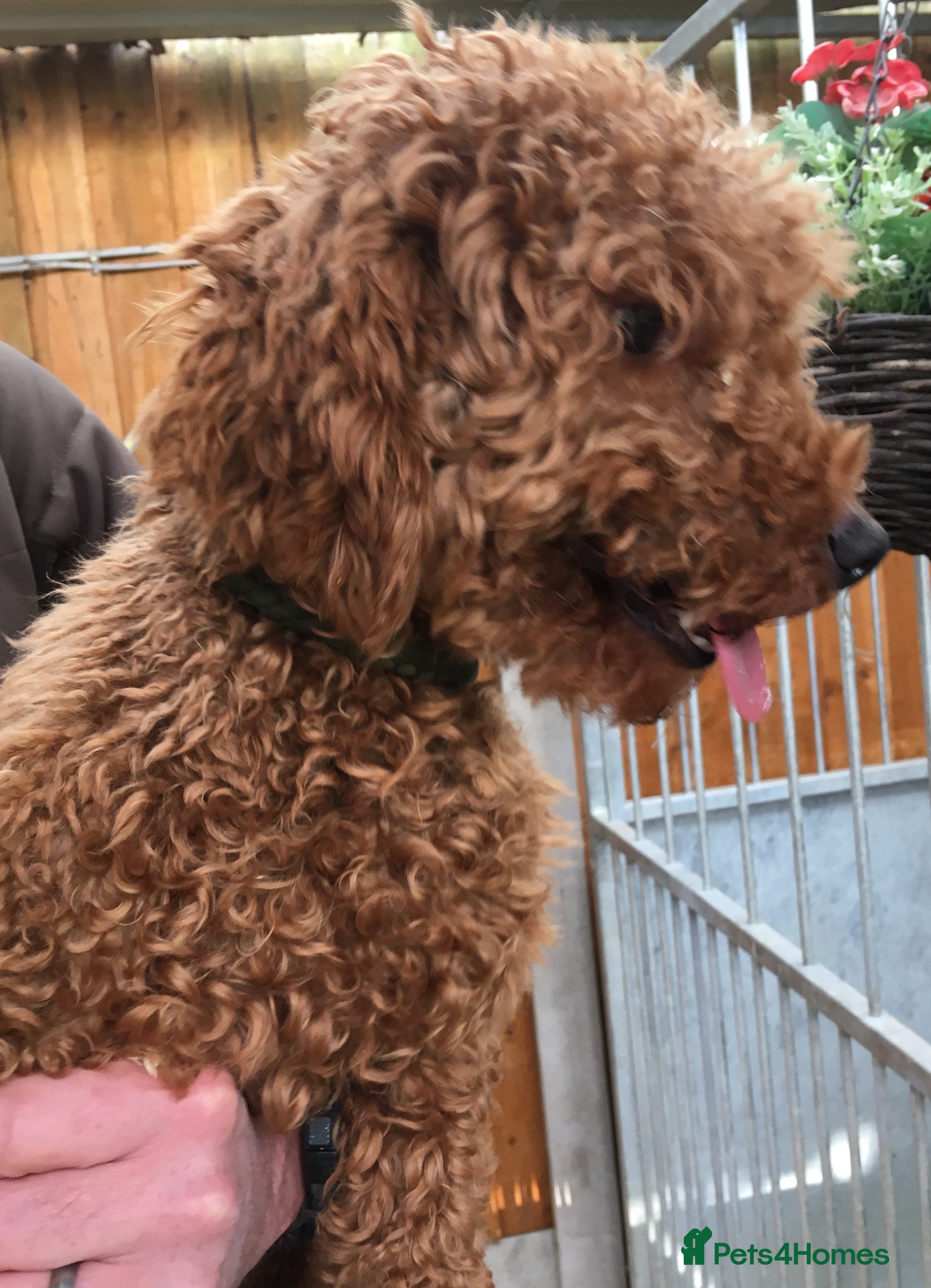 Miniature Poodle dogs Red miniature stud in Ashbourne - Advert 1
