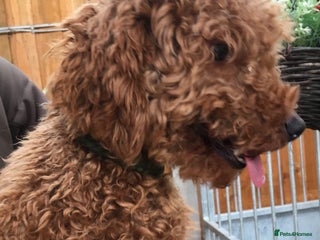 Miniature Poodle dogs in Ashbourne - Advert 14