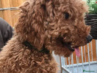 Miniature Poodle dogs Red miniature stud in Ashbourne - Advert 16