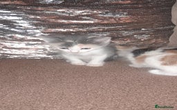 Sphynx cats for sale: Sphynx varient x ragdoll elf ears - Image 18