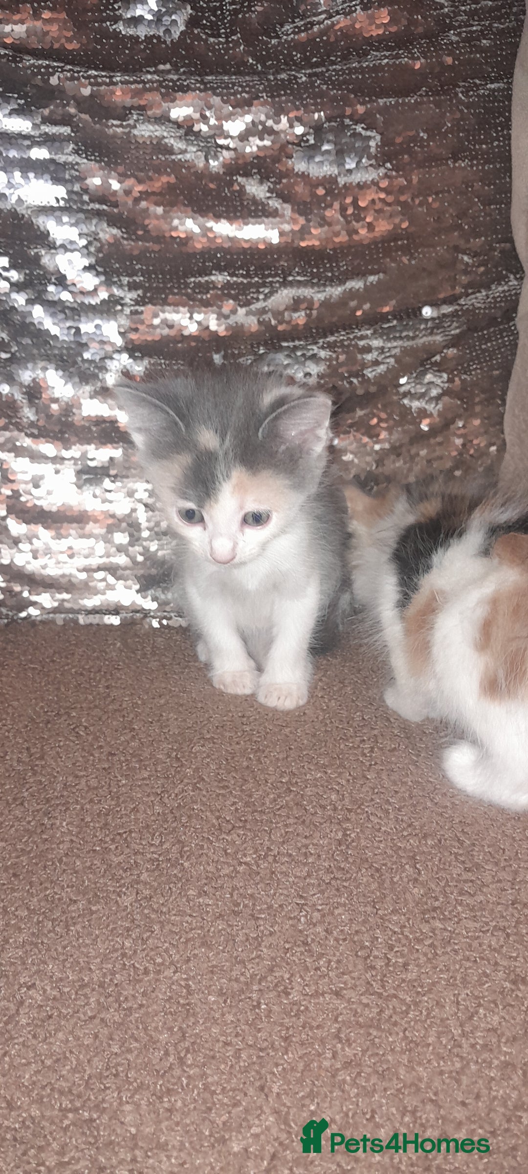 Sphynx cats for sale: Sphynx varient x ragdoll elf ears - Image 18