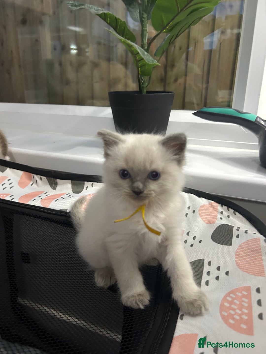 Ragdoll cats for sale: Ragdoll Kittens - last boy available  in Bournemouth - Image 4