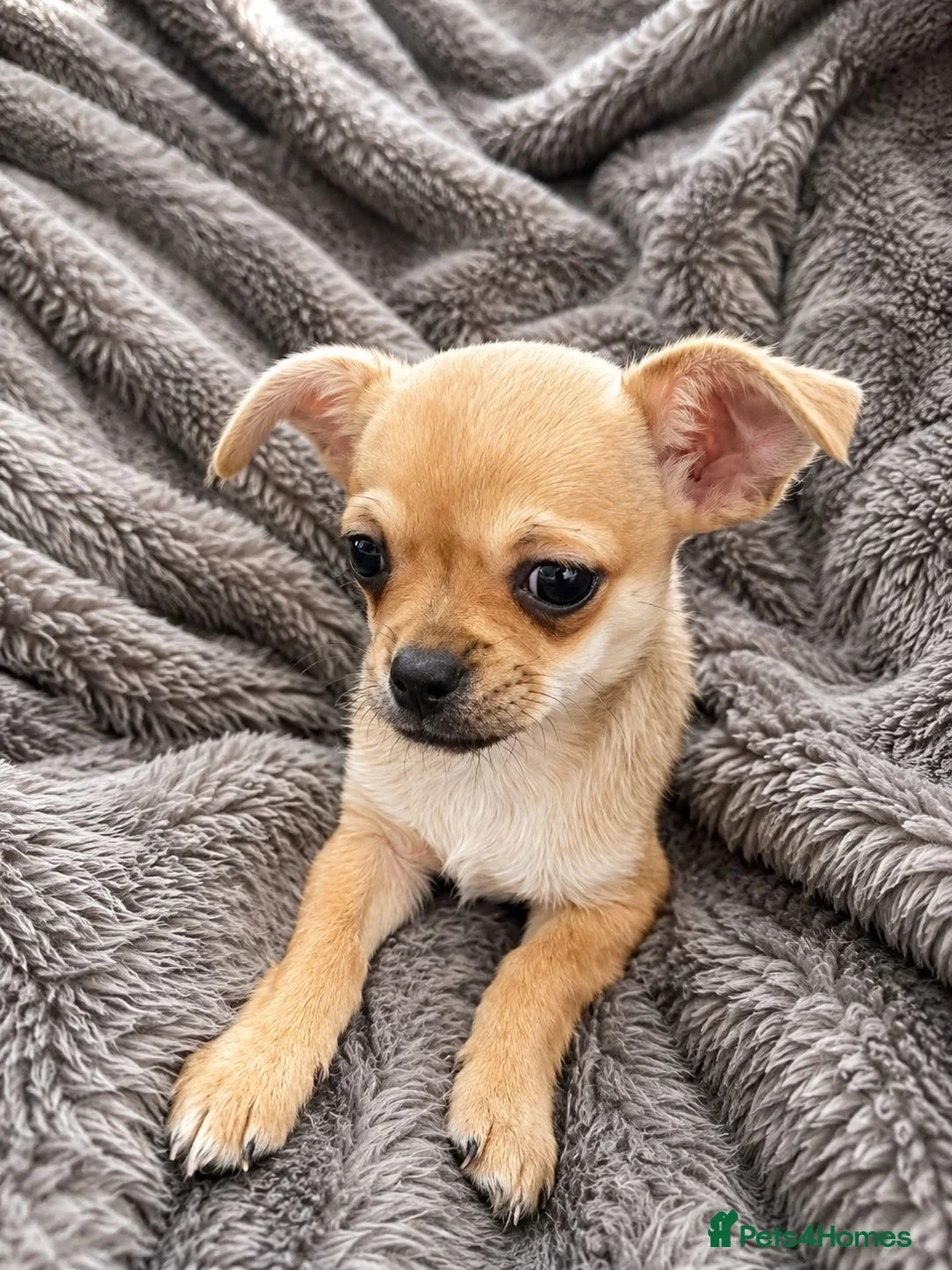 Chihuahua dogs for sale: Two Female Chihuahuas For Sale - Advert 2