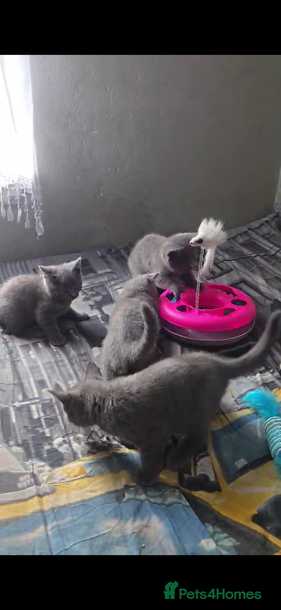 British Shorthair cats Beautiful British shorthair  - Advert 16