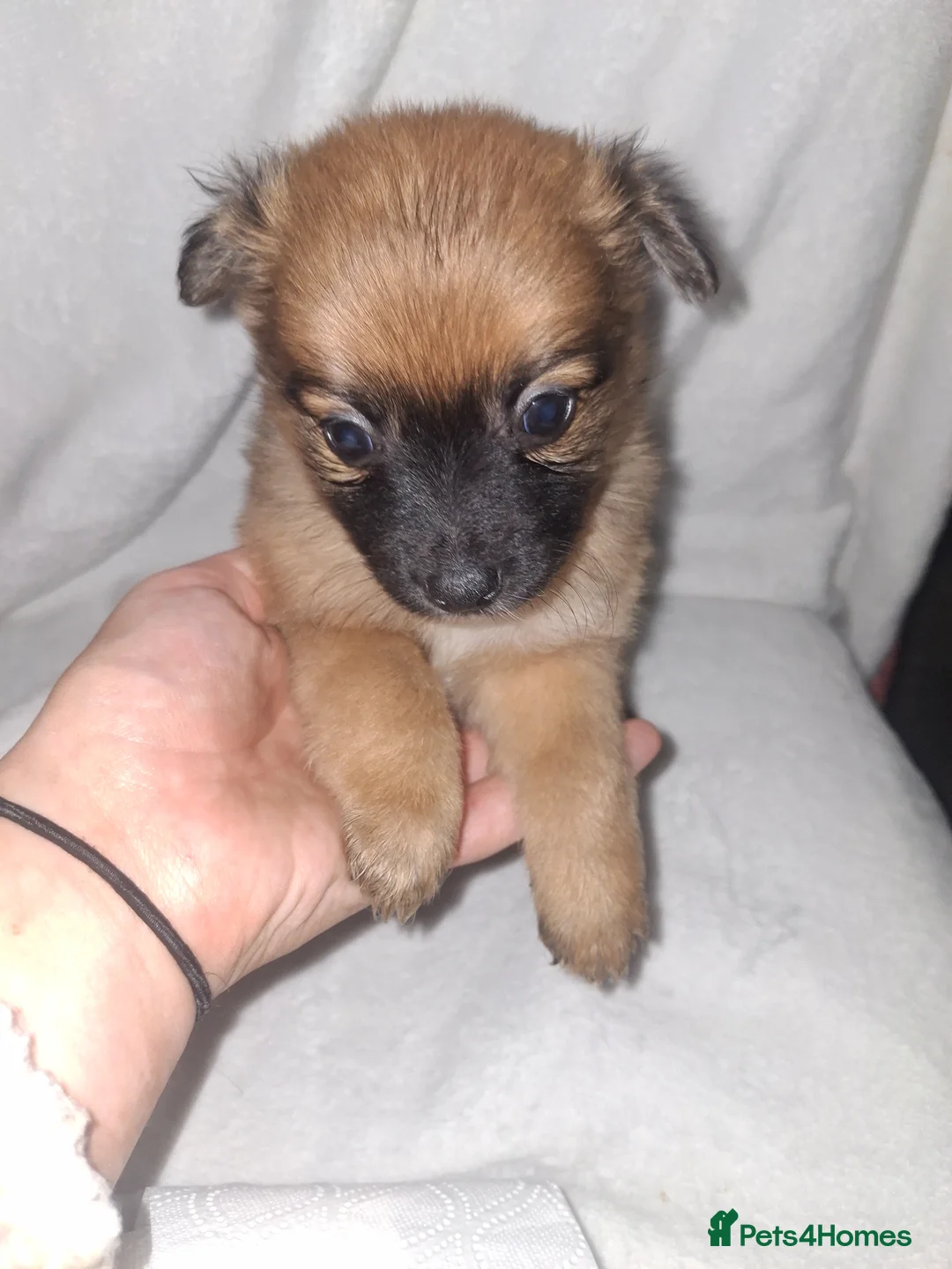 Pomchi dogs for sale: Pomchi puppies - Advert 2