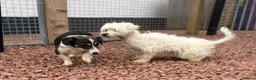 Mixed Breed dogs for adoption: Lucky The Little Dog Who Refused to Give Up  - Advert 4