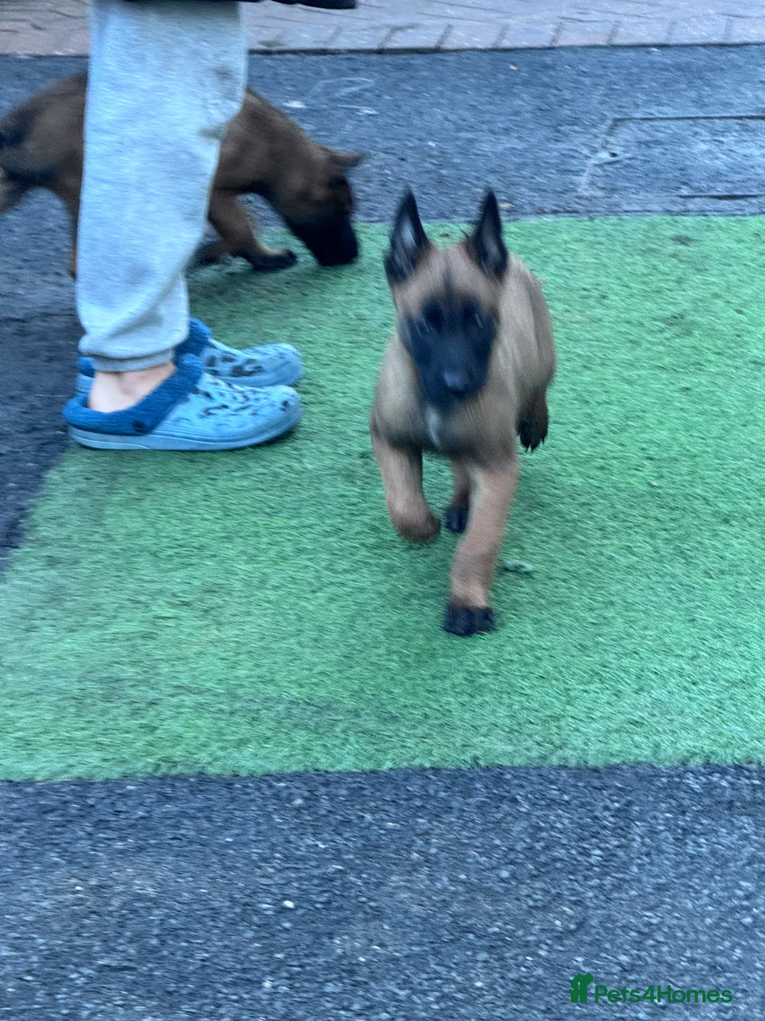 Belgian Shepherd Dog dogs for sale: Belgium Shepherd - Advert 7