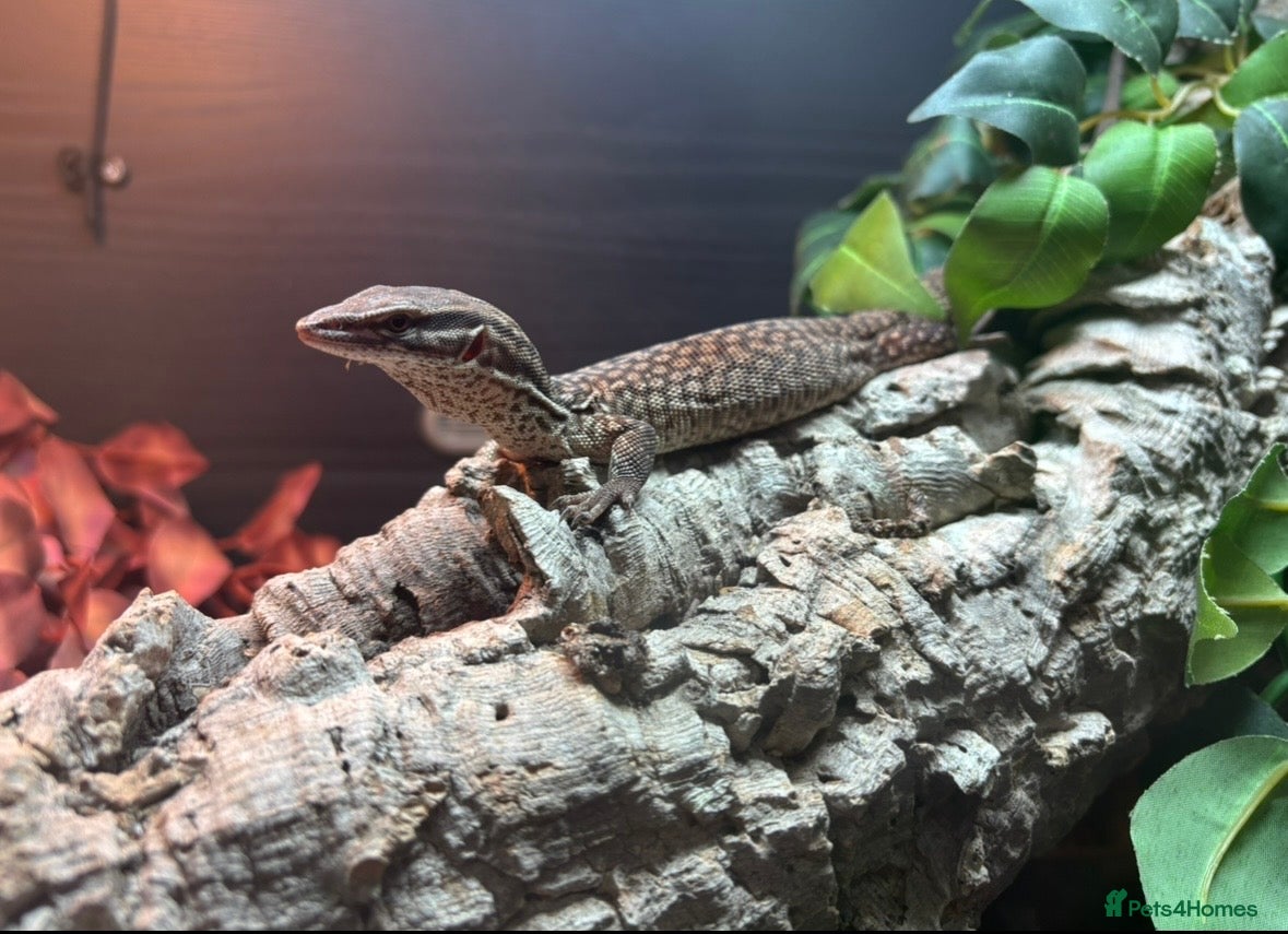 Lizard reptiles Complete Ackie Monitor Set up and Ackie Monitor - Advert 15