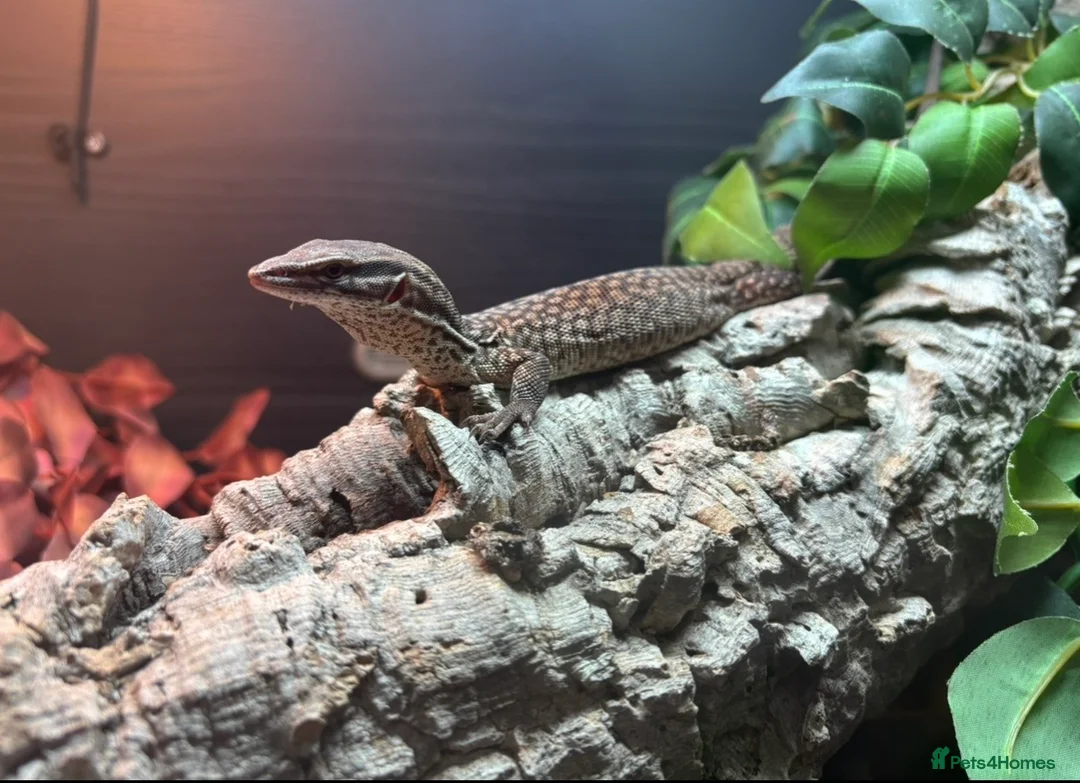 Lizard reptiles for sale: Complete Ackie Monitor Set up and Ackie Monitor - Advert 1