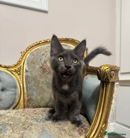 Maine Coon cats - Advert 8
