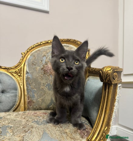 Maine Coon cats - Advert 1
