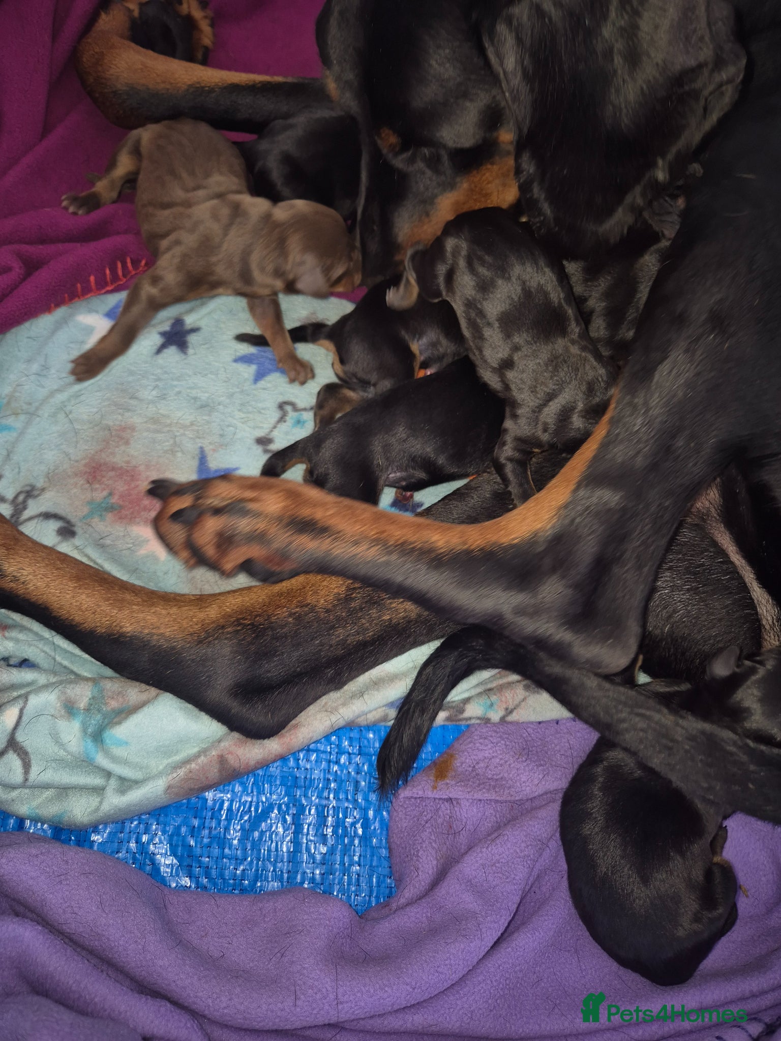 Dobermann dogs ⭐️⭐️⭐️⭐️⭐️ KC Reg European Dobermann puppies - Advert 4