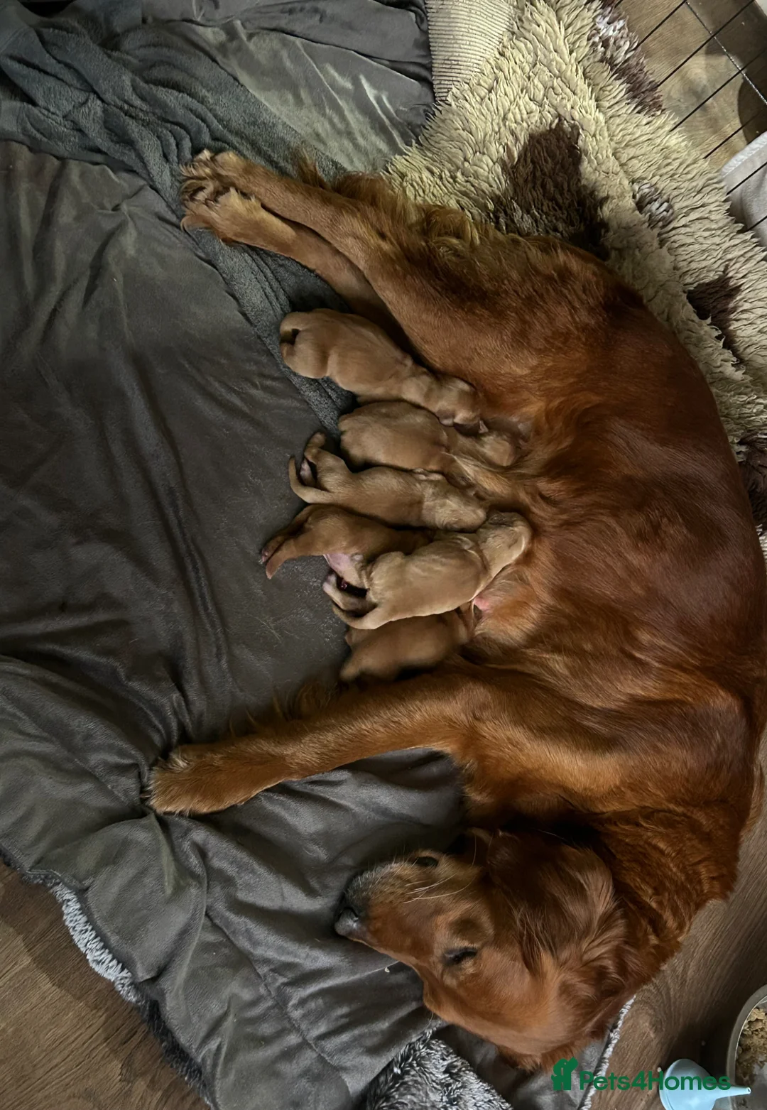 Golden Retriever dogs for sale: KC Dark Red Golden Retriever Pups in Ruislip - Advert 1