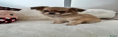 Chihuahua 1