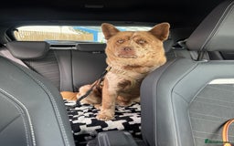 Mixed Breed dogs for sale: chowsky rare mearle mixed breed  - Image 5