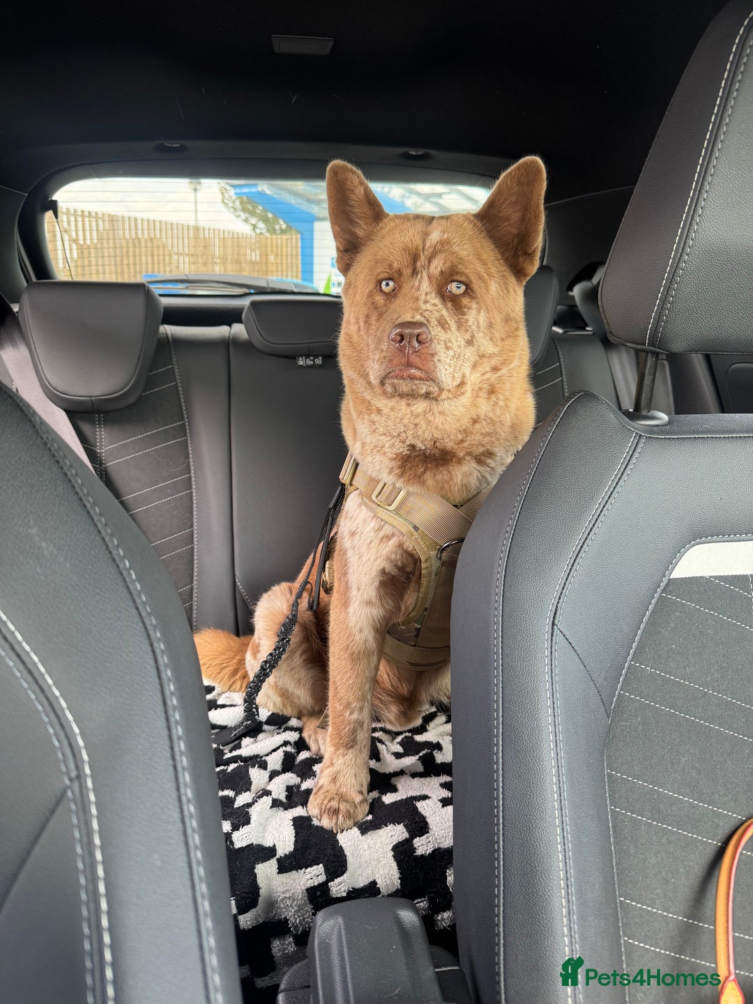 Mixed Breed dogs for sale: chowsky rare mearle mixed breed  - Image 5