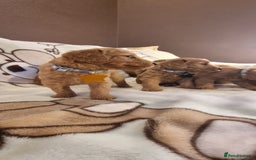Labradoodle dogs for sale: Labradoodle Fox Red ❤️💞❤️Health check - Image 30