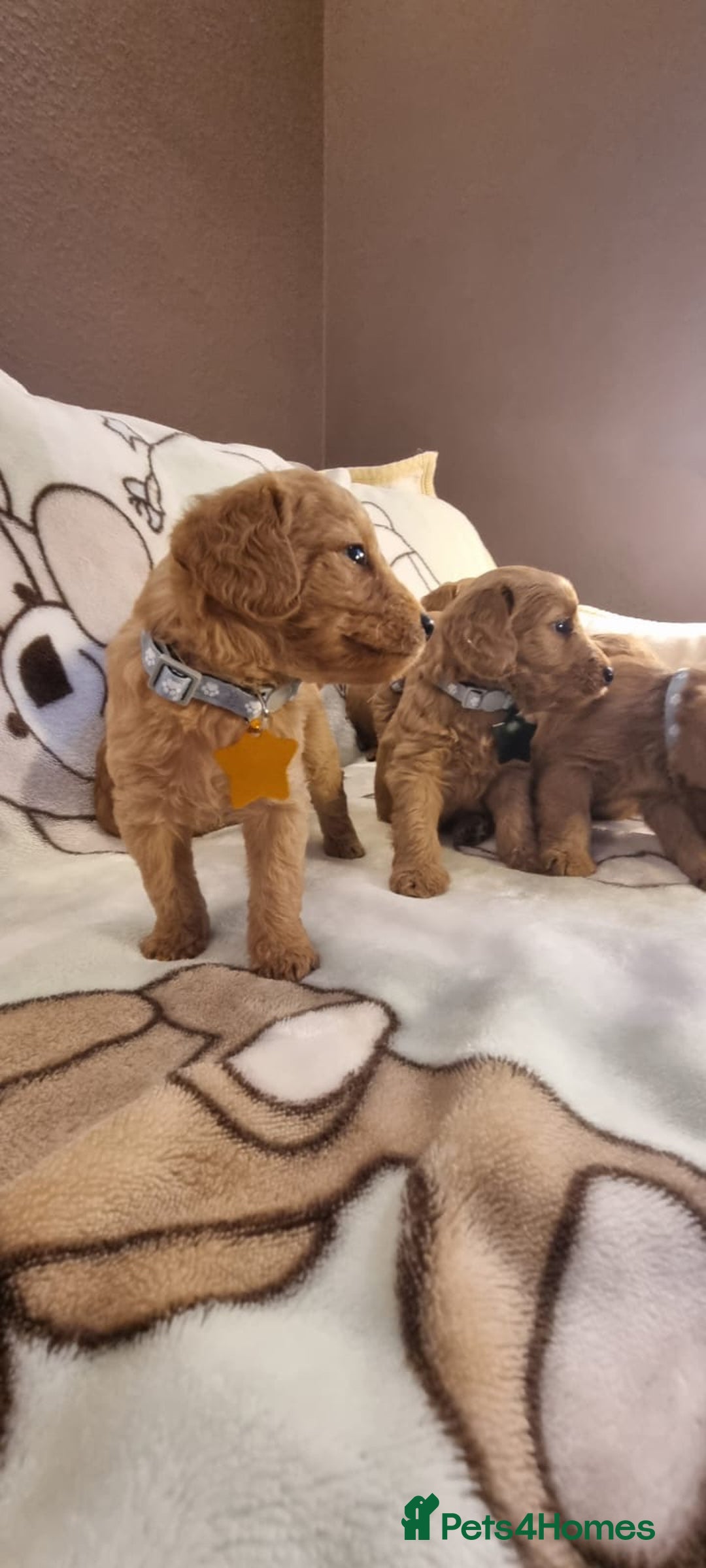 Labradoodle dogs for sale: Labradoodle Fox Red ❤️💞❤️Health check - Image 30