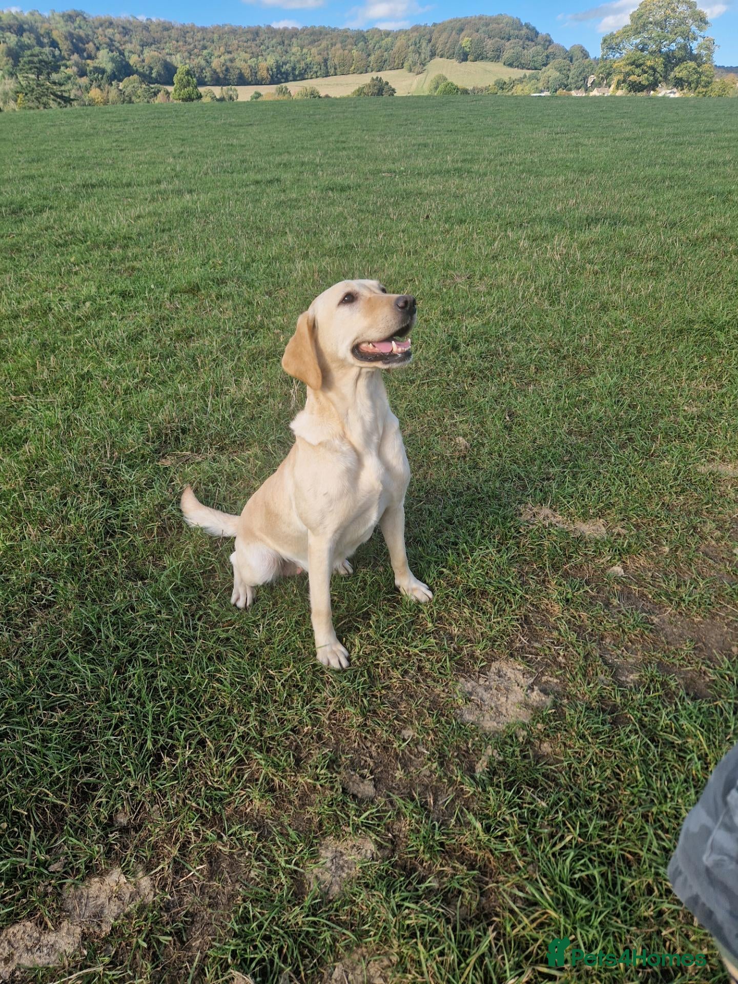 Labrador Retriever dogs Gun dog bitch - Advert 1