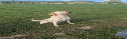 Labrador Retriever dogs for sale: Gun dog bitch - Advert 1