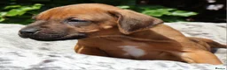 Rhodesian Ridgeback dogs for sale: !!KC CHAMPION AFRICAN RHODESIAN RIDGEBACK!! in Doncaster - Advert 23