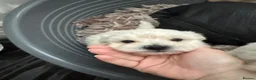 Maltese dogs for sale: Beautiful Maltese puppies for sale - Advert 5