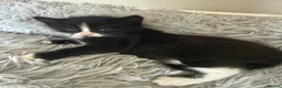 British Shorthair cats for sale: Girl kitten - Advert 9