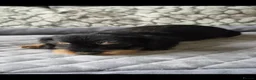 Dachshund dogs for sale: 🐾 5 Wired-Haired Dachshund Puppies for Sale 🐾 - Advert 6
