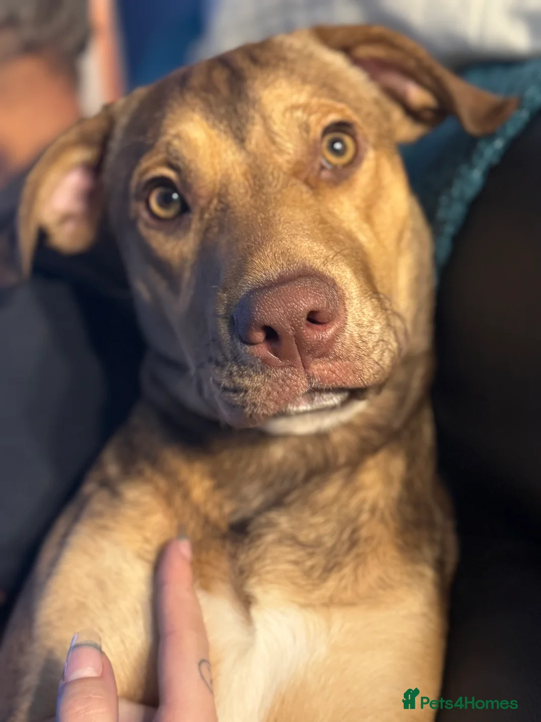 Mixed Breed dogs for sale: Japanese Akita X Staffy.  - Advert 3