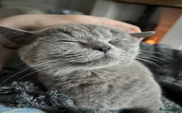 British Shorthair cats for sale: Beautiful British Shorthair Queen - Image 2