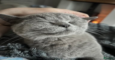 British Shorthair cats - Advert 16