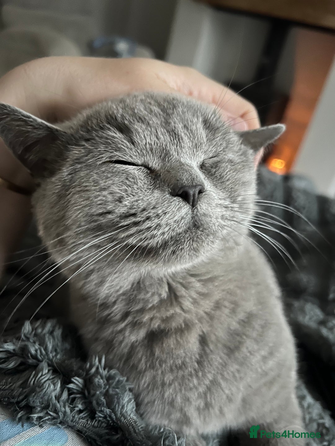 British Shorthair cats for sale: Beautiful British Shorthair Queen - Image 2