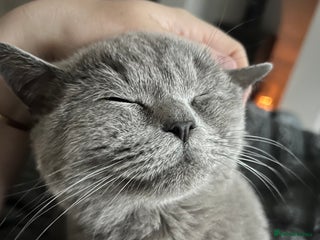 British Shorthair cats - Advert 27