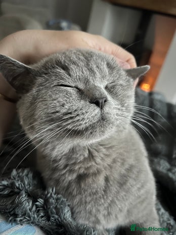 British Shorthair cats - Advert 6