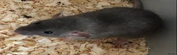 Rat rodents for sale: Beautiful tame fancy rats - Advert 22