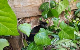 British Shorthair cats for sale: Kittens in Northampton - Image 7