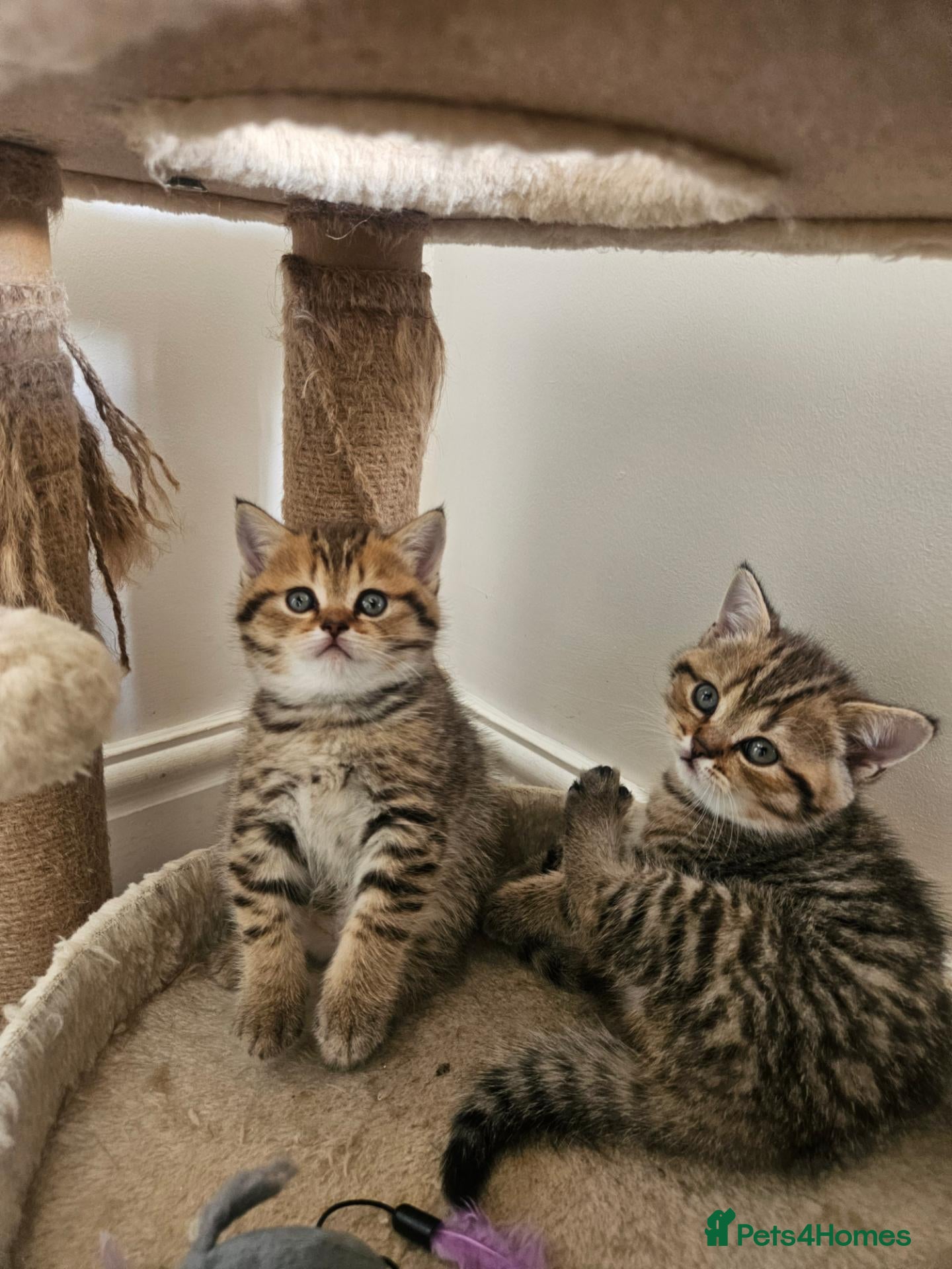 British Shorthair cats British Shorthair kittens!  - Advert 4