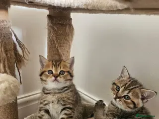 British Shorthair cats British Shorthair kittens! - Advert 4