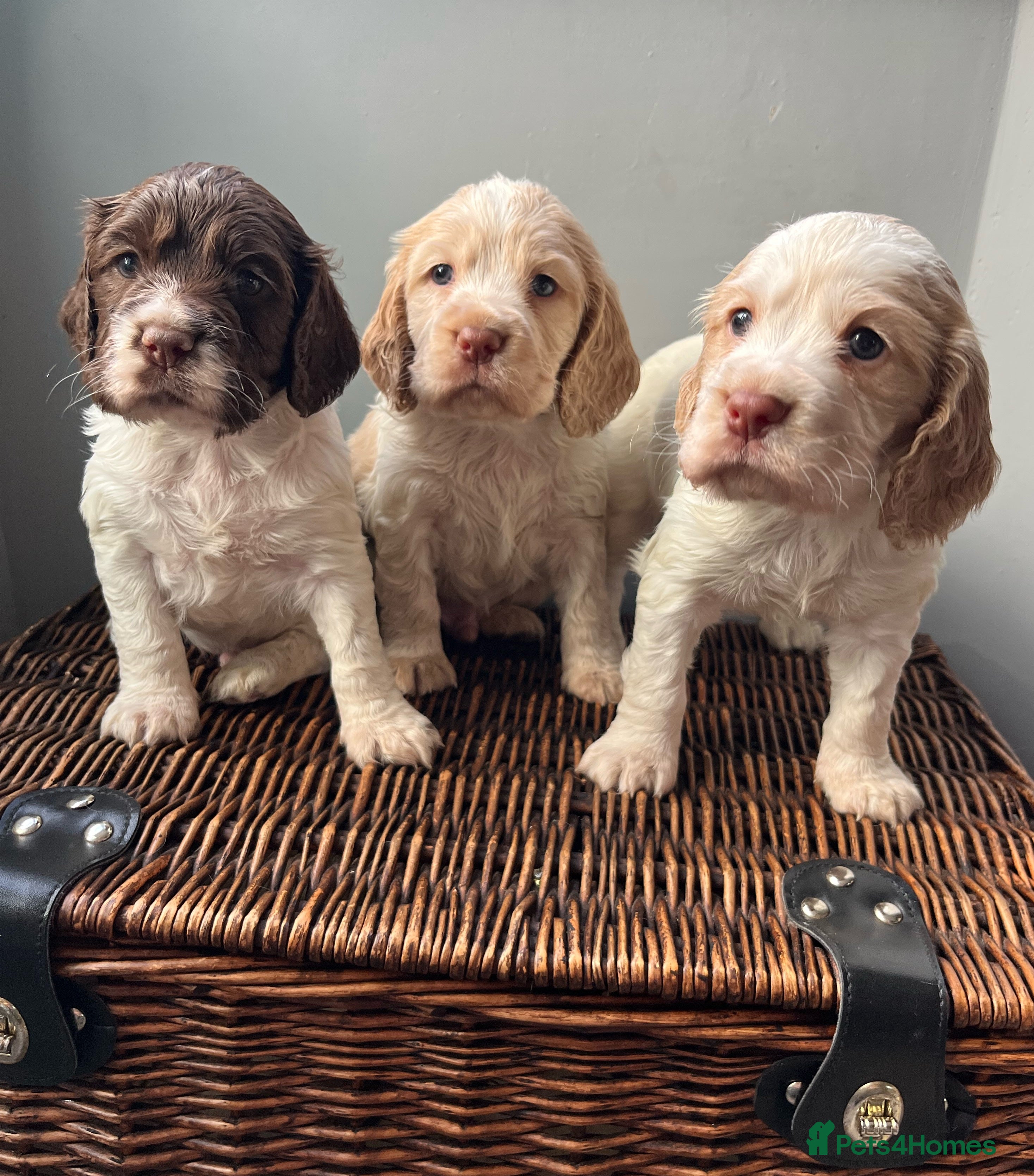 Cocker Spaniel dogs 3 Stunning Working Cocker Spaniel Boys 🐶  - Advert 1