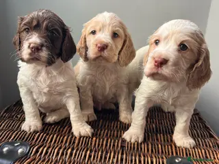 Cocker Spaniel dogs 3 Stunning Working Cocker Spaniel Boys 🐶 - Advert 1