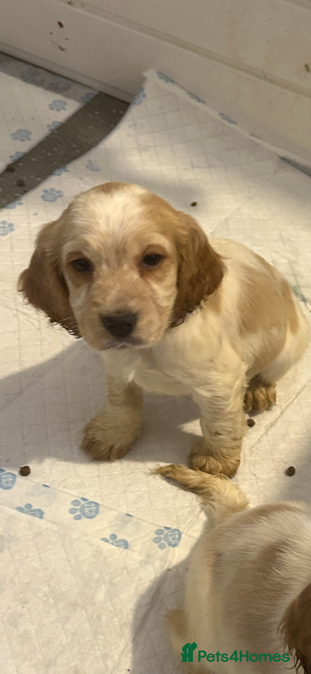 Cocker Spaniel dogs for sale: 1 boy available orange roan  - Advert 21