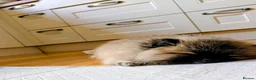 Pomeranian dogs for sale: Exceptional Teddy Bear Face Girl in Croydon - Advert 5