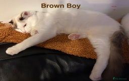 Ragdoll cats for sale: Two Boy pure Ragdoll kittens-Reduced-Vaccinated - Image 12