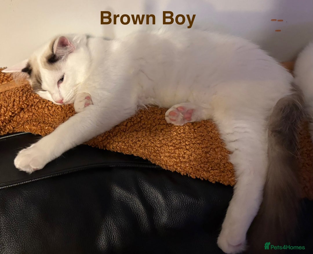 Ragdoll cats for sale: Two Boy pure Ragdoll kittens-Reduced-Vaccinated - Image 12