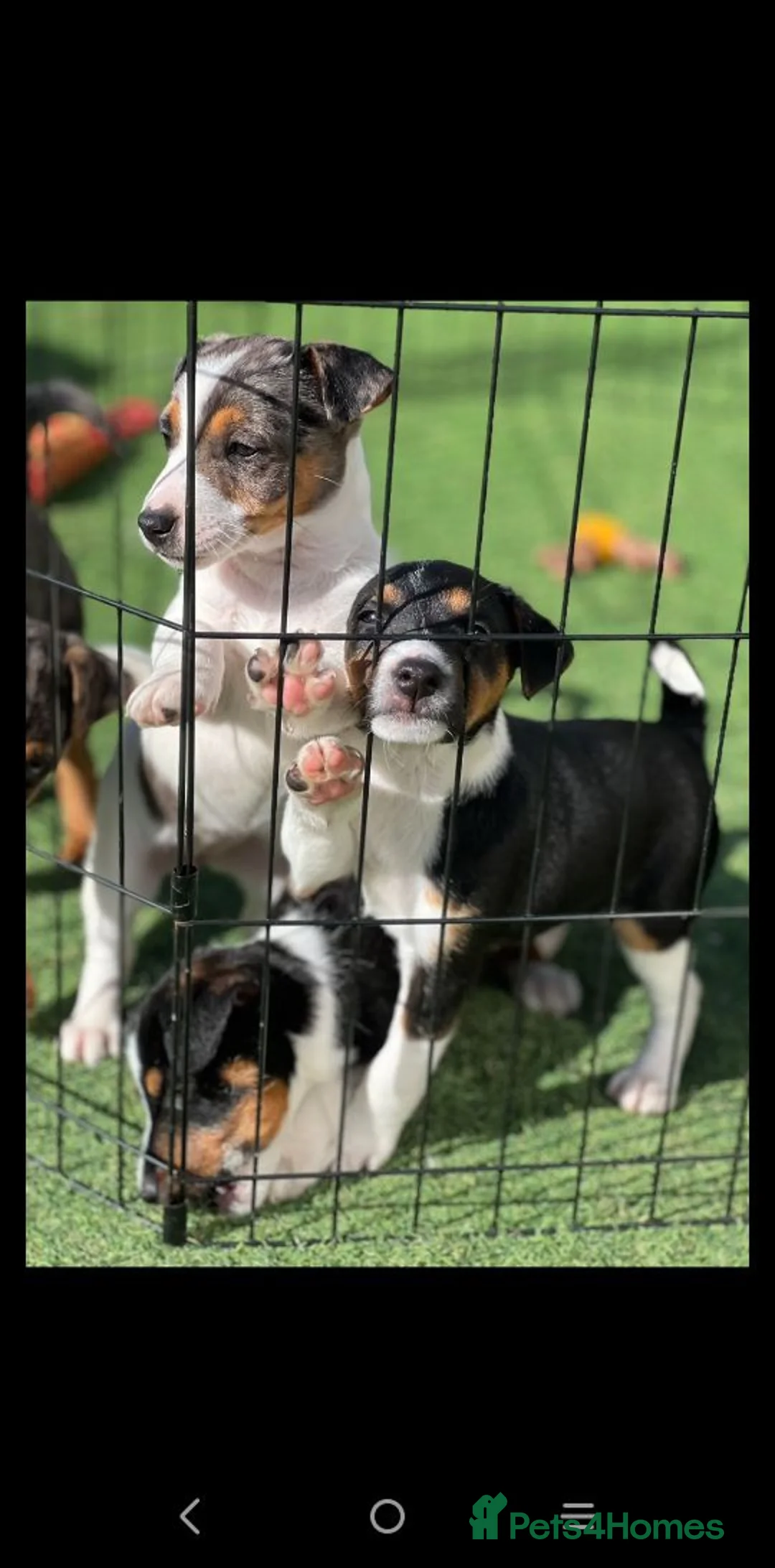 Jack Russell dogs for sale: Beautiful jack Russell puppies  in Burford - Advert 6
