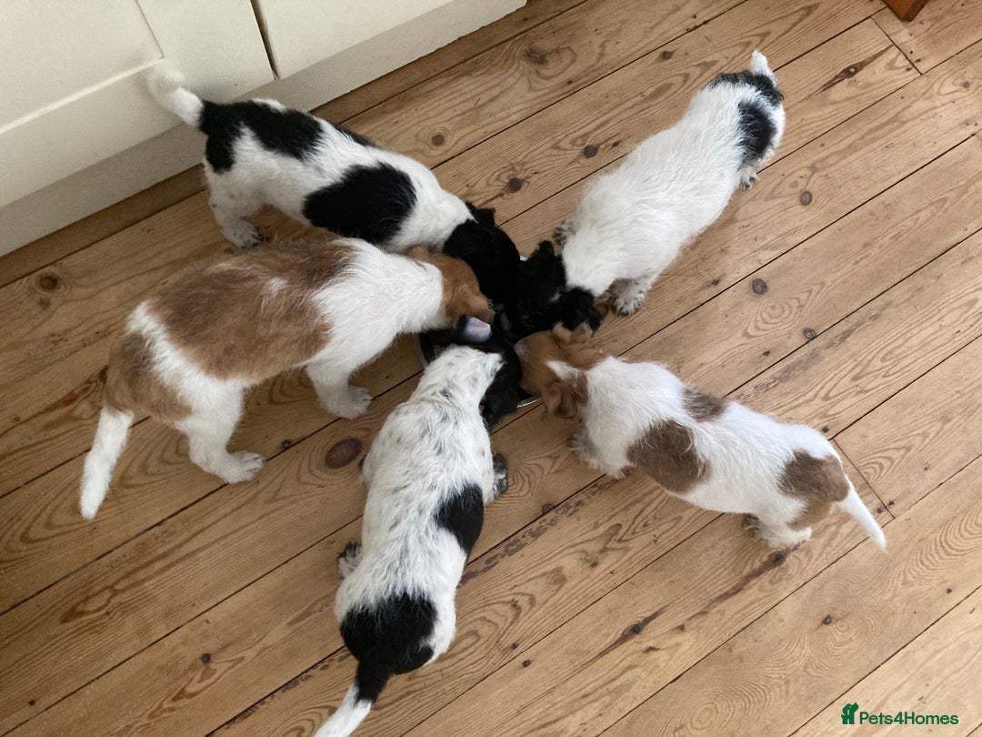 Jackapoo dogs for sale: @@GORGEOUS JACKAPOO PUPPIES@@ - Advert 8