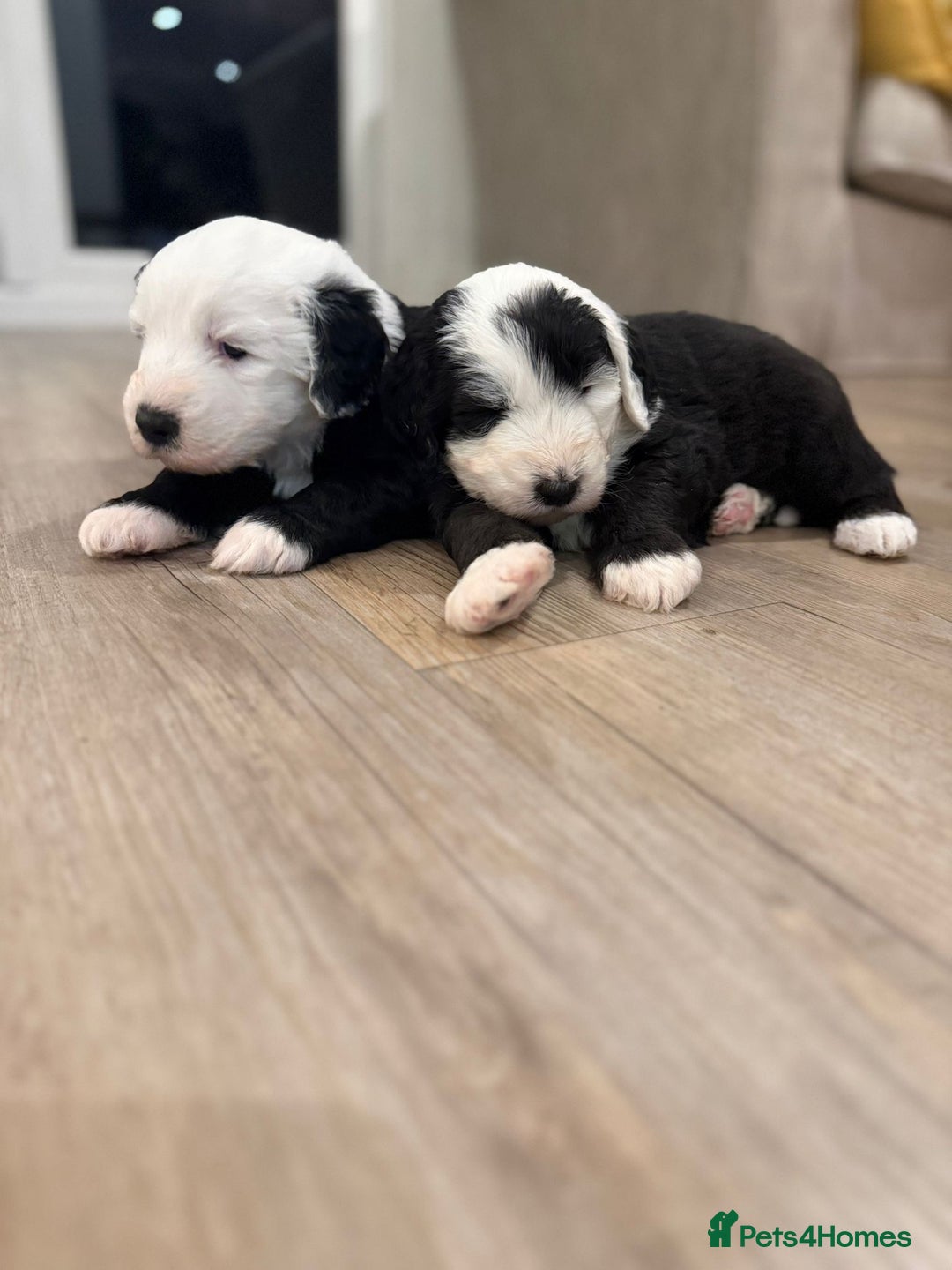 Sheepadoodle dogs for sale: Sheepadoodle Puppies -4 Female, 3 Male - Image 33